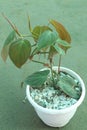 Heartleaf philodendron Plant on pot in farm