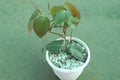Heartleaf philodendron Plant on pot in farm