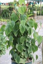 Heartleaf philodendron Plant on farm