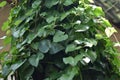 Heartleaf Philodendron vine Philodendron hederaceum produces shiny
