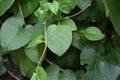 Heartleaf Philodendron vine Philodendron hederaceum produces shiny