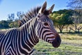 Heartman`s Headshot: Pretty Heartman`s Zebra at Fossil Rim Wildlife Center, Glen Rose, Texas