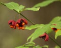 Hearts a Bustin Wildflower Euonymus Americanus Royalty Free Stock Photo