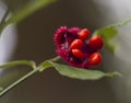 Hearts a Bustin Wildflower Euonymus Americanus