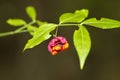 Hearts a Bustin Wildflower Euonymus Americanus Royalty Free Stock Photo