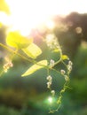 Hearts on a Chain Flowers Hanging Royalty Free Stock Photo