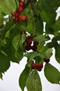 branch of cherry tree Royalty Free Stock Photo