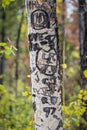 Hearts and initials carved into bark of aspen tree in Colorado