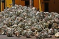 Hearts pinas of agave cactus on the ground of distillery prepared for tequila production Mexico