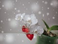 Hearts Valentines Day Red White Orchid Flower Royalty Free Stock Photo