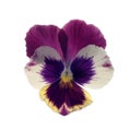 Heartsease Royalty Free Stock Photo