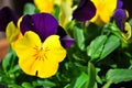 Heartsease