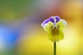 Heartsease Royalty Free Stock Photo