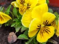 Heartsease flower yellow