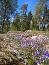 Heartsease in the forest