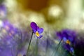 Heartsease on a meadow. Royalty Free Stock Photo