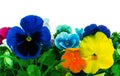 Heartsease Pansy Disambiguation colorful assorted decorative garden flowers on white Royalty Free Stock Photo