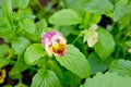 Heartsease pansy flowers