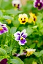 Heartsease pansy flowers in garden Royalty Free Stock Photo