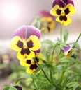 Heartsease in the sunlight Royalty Free Stock Photo