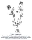 Heartsease. Vector hand drawn plant. Vintage medicinal plant sketch.