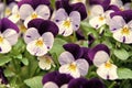 Heartsease viola flower. Viola genus of flowering plants in violet family violaceae. Beautiful gorgeous flower. Viola