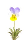 Heartsease (Viola tricolor) Royalty Free Stock Photo