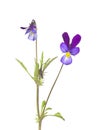 Heartsease (Viola tricolor) Royalty Free Stock Photo
