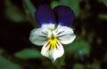 Heartsease, viola tricolor