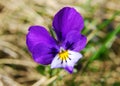 Heartsease (Viola Tricolor) Royalty Free Stock Photo