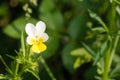 Heartsease Viola tricolor also known as Johnny Jump up or wild pansy in garden