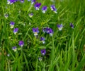 Heartsease Viola tricolor close-up