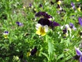 Heartsease, viola tricolor Royalty Free Stock Photo