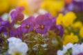 Heartsease or viola tricolor in garden in Bad Pyrmont, Germany, closeup