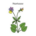 Heartsease Viola tricolor , ornamental and medicinal plant