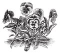 Heartsease or Viola tricolor vintage engraving