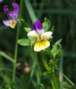 Heartsease (Viola tricolor)