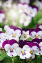 Heartsease Viola or Violet. Viola is a genus of flowering plants in the violet family Violaceae