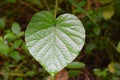 Heartshape leaf