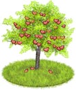 Heartshaped apples in an apple tree