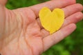 Heartshaped autumn leaf in hand