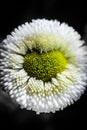 Heartshaped daisy pistils in white and yellow in front of dark background