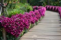 heartshaped flowers lining a wooden pathway in a botanical garden Royalty Free Stock Photo