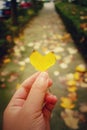 heartshaped leaves