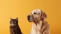 Cute cat and dog together on yellow background Royalty Free Stock Photo