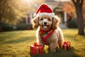 Heartwarming Canine Celebrations: Poodle's Merry Christmas Festive Delight Unleashed.