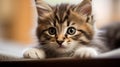 Close up portrait of a cute gray striped fluffy kitten with soulful eyes, Cute paws and funny ears