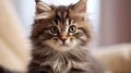 Close up portrait of a cute gray striped fluffy kitten with innocent and adorable expression