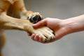 Heartwarming connection human hand and dog paw touch in a gesture of love and friendship