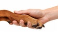 Heartwarming connection human hand and dog paw touching in a gesture of love and friendship Royalty Free Stock Photo